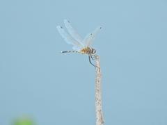 Trithemis pallidinervis