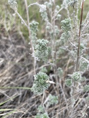 Artemisia frigida