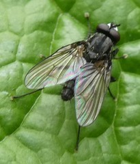 Diptera