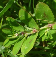 Euphorbia humistrata