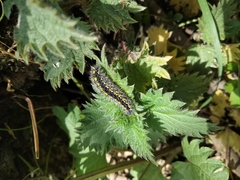 Callimorpha dominula