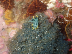 Virididentula dentata