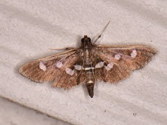 Desmia subdivisalis