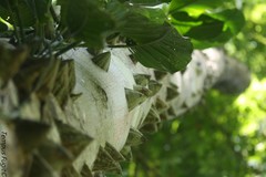 Zanthoxylum kellermanii