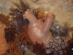 Ascidia incrassata