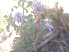 Phyllopodium cuneifolium