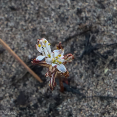 Eriospermum dielsianum