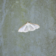 Palpita nigropunctalis