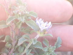 Phyllopodium cuneifolium