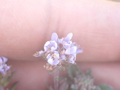 Phyllopodium cuneifolium