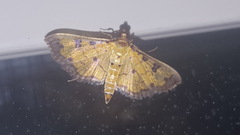 Ategumia ebulealis