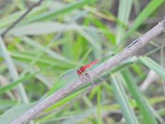 Crocothemis servilia