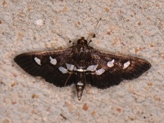 Desmia subdivisalis
