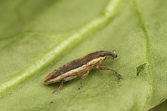 Lixus juncii