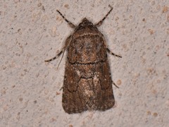 Sympistis induta
