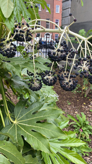 Fatsia japonica