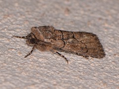 Sympistis induta