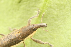 Lixus juncii