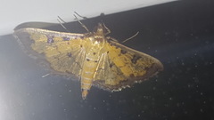 Ategumia ebulealis