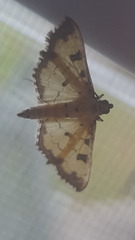 Ategumia ebulealis