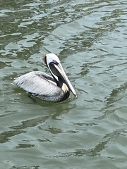 Pelecanus occidentalis