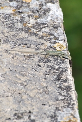 Podarcis muralis
