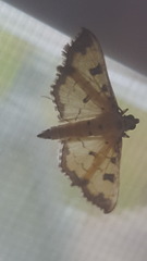 Ategumia ebulealis
