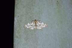 Percnia