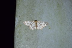 Percnia
