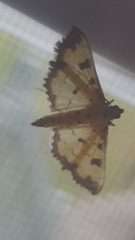 Ategumia ebulealis