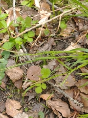Carex strigosa