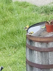 Spinus tristis jewetti