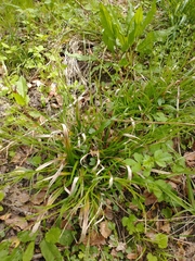 Carex strigosa