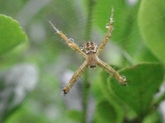 Argiope aemula