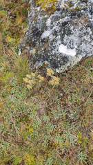 Achyrocline saturejoides