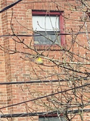 Spinus tristis jewetti