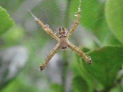 Argiope aemula