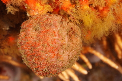 Gynandrocarpa placenta