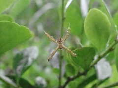 Argiope aemula