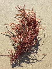 Vidalia colensoi