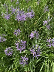 Amsonia illustris