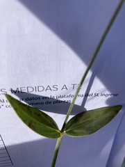 Pfaffia tuberosa