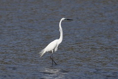 Ardea alba