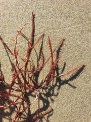 Vidalia colensoi