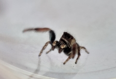 Pellenes modicus