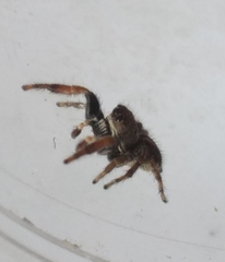 Pellenes modicus