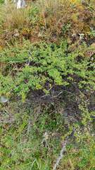 Escallonia myrtilloides