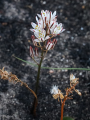 Eriospermum dielsianum