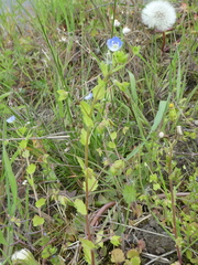 Veronica persica