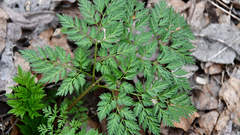 Anthriscus sylvestris